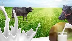 Wellhealth organic Buffalo Milk Tag